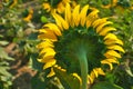 Behind the sunflower Royalty Free Stock Photo